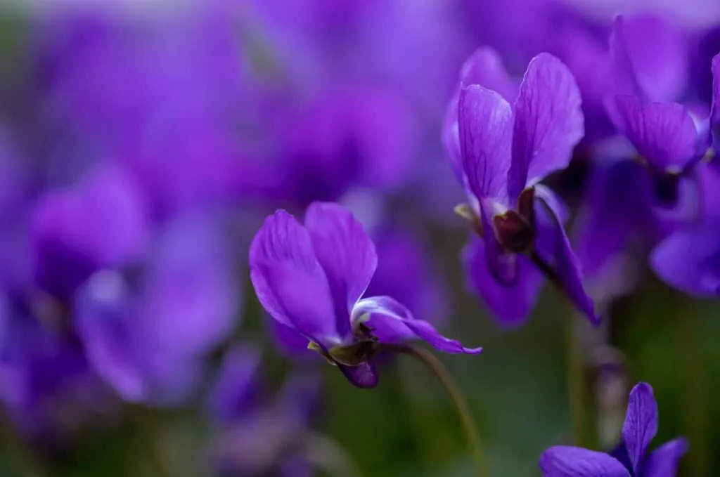 Lire la suite à propos de l’article Newsletter Loiréadd’ N° 184 – Mars 2025